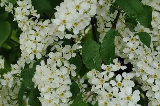 Жителей Новосибирска об опасности цветущей черемухи предупредил биолог Яновский