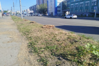 В Новосибирске на улице Кирова вырубили десятки деревьев