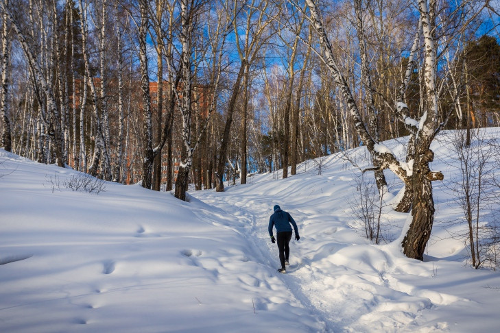 Улицу Кирова протянут через Инюшенский бор в Новосибирске