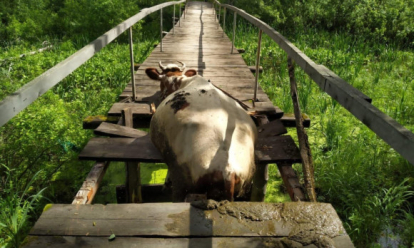 Доставали автокраном: бродячая корова в Кыштовке проломила мост