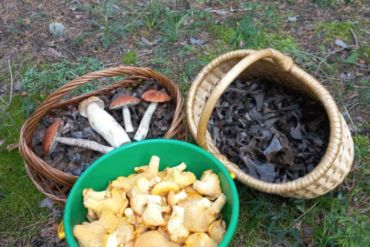 Грибники стали чаще пропадать в лесах Новосибирской области