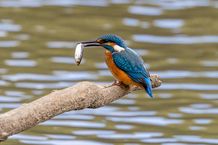 Трепещущий полет красавца-зимородка запечатлел на фото житель Новосибирска