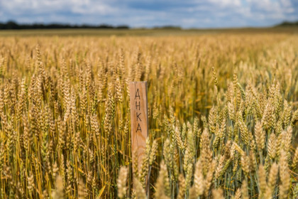 О перспективе выращивания пшеницы на заброшенных полях рассказали в Новосибирске