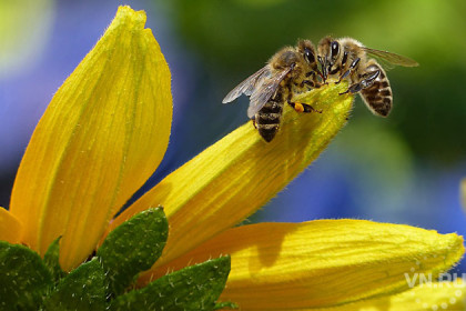 Почему гибнут пчелы в Искитимском районе
