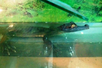 Крокодилы появились в квартире жителя Новосибирска 