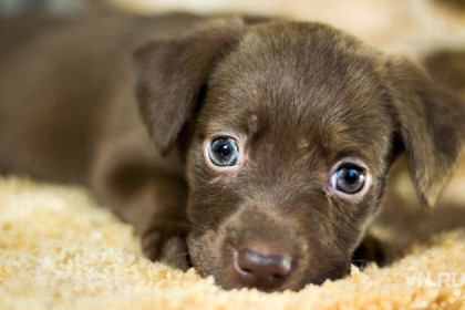 Убийство собак ради еды в подозрительном коттедже обсуждают в Новосибирске