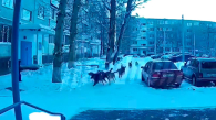 Своры бездомных собак терроризируют оренбургских школьников