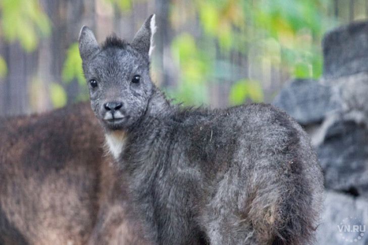 Китайские козлы стали родителями в новосибирском зоопарке