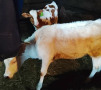 Массовые весенние обработки скота начались в Чистоозерном районе