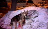 Рука в крови: агрессивная собака напала на пенсионера в Новосибирске