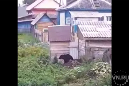 Медведя-подростка застрелили в Северном