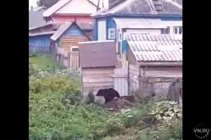 Медведя-подростка застрелили в Северном