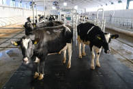 Четверть промышленного поголовья КРС в Новосибирской области была застрахована