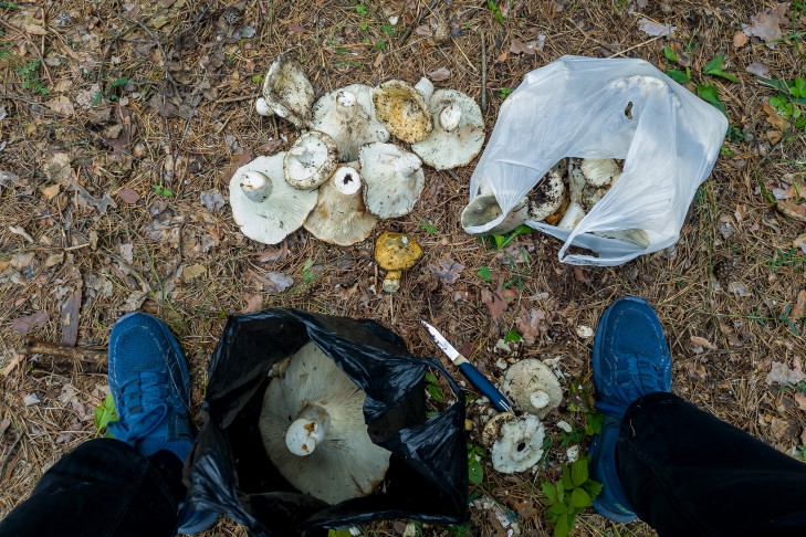 Когда закончатся грибы под Новосибирском осенью-2023, рассказал ученый Мармулев