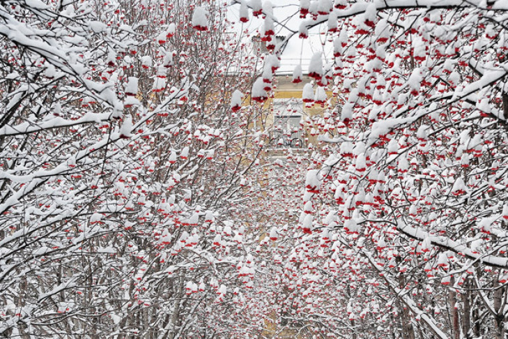 Снегопады накроют Новосибирск с 15 по 19 января
