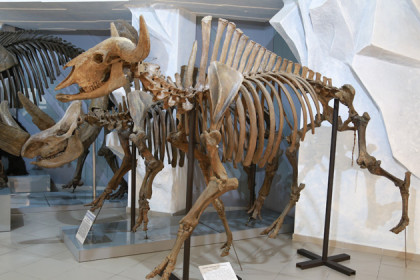 Забияка или Добрый Жора – как назовут скелет бизона в Новосибирске