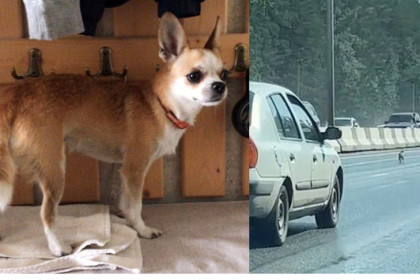 Самая маленькая собака в мире вызвала пробку в три километра на Бердском шоссе в Новосибирске