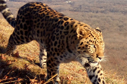 Имя для котёнка дальневосточного леопарда выберут голосованием в соцсетях