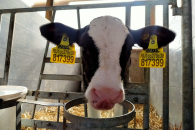 Новосибирские аграрии еще не знают, где и когда будут покупать новый скот