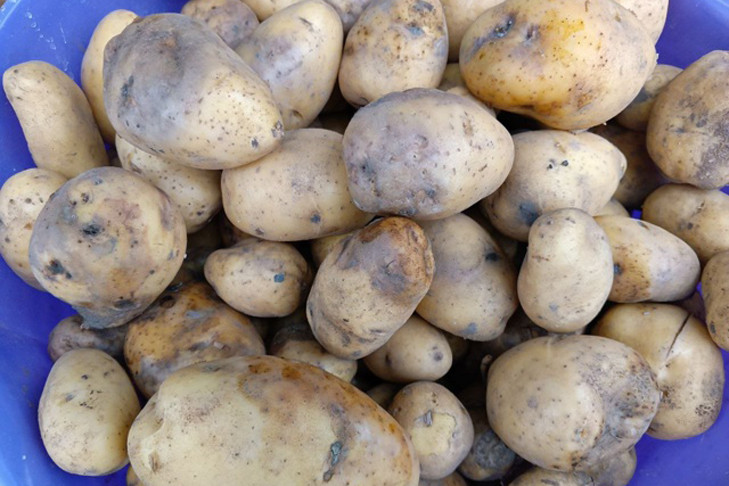 Ученые назвали болезнь нового урожая картофеля в Новосибирской области