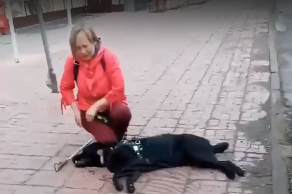 Троллейбус убил током собаку-поводыря незрячей женщины в Новосибирске