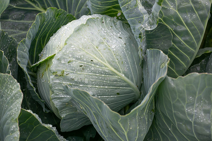 Бабье лето вернется в Новосибирск после Федориных вечерок 24 сентября