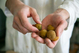 Лучшие сорта и точные сроки посадки картофеля в 2022 году назвал агроном Мармулев