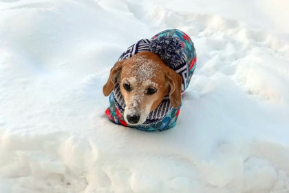 От поедания снега питомцами предостерегли владельцев собак в Новосибирске