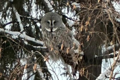 Самую крупную сову в мире заметили в районе новосибирской ТЭЦ-2