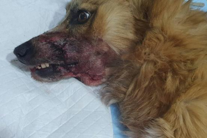 Собака без челюсти умерла в ветклинике Новосибирска