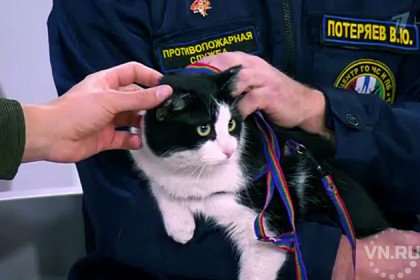 Спасенный из пожара кот Гидрант стал героем шоу на «Первом канале»