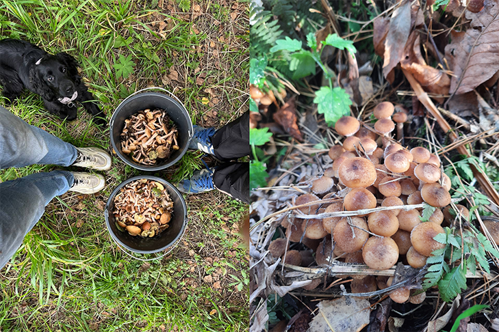 Последний урожай опят собрали грибники в Новосибирской области