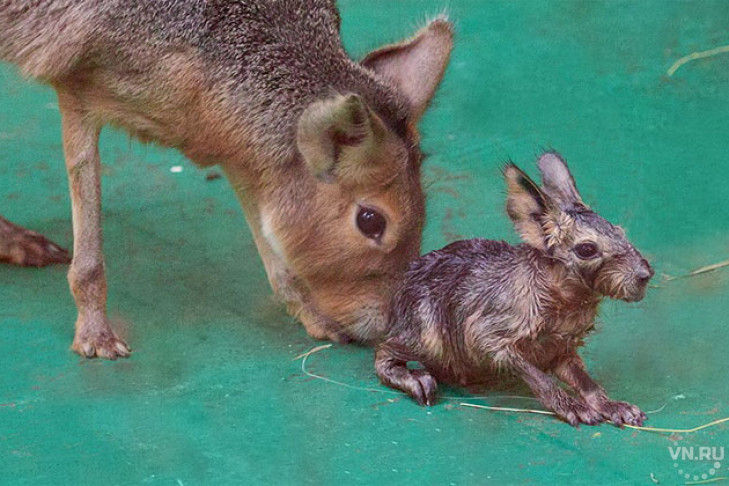 Похожие на зайцев ушастики родились у мар в Новосибирске