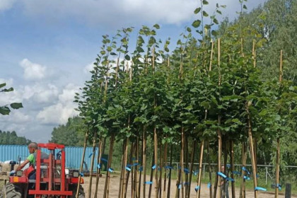 Новые липы вместо уничтоженных вандалом высадили в Новосибирске