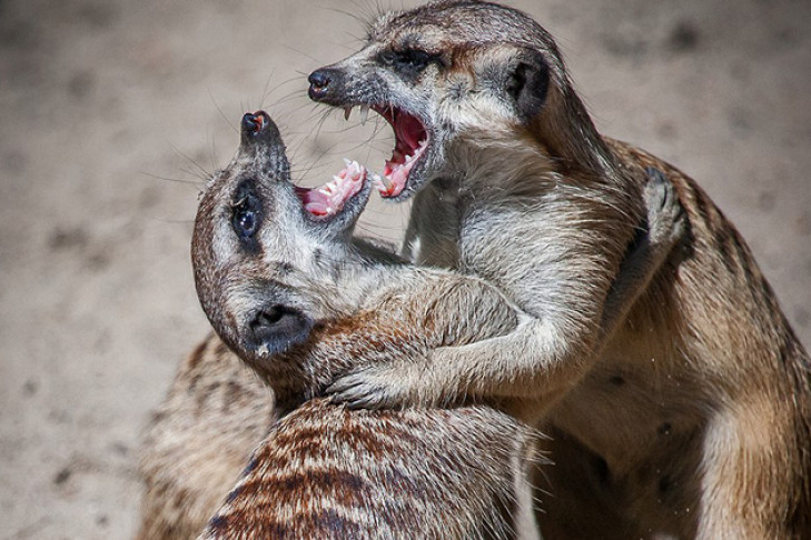 Фото злобных сурикатов победило в конкурсе Новосибирского зоопарка 