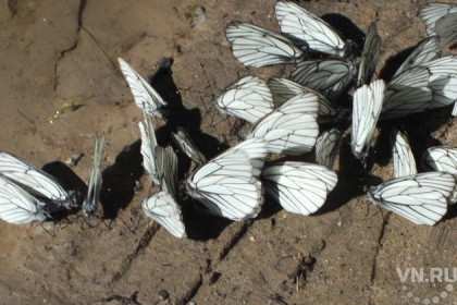 Тучи белокрылых бабочек накрыли Новосибирск