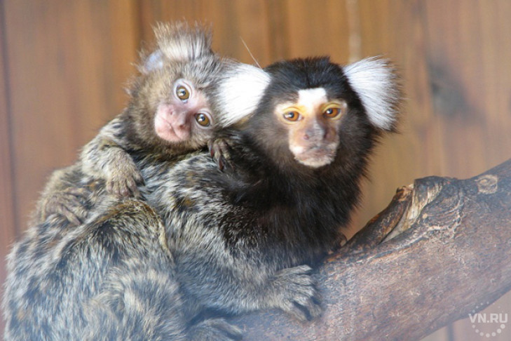 Невероятную заботу проявил папа-обезьяна к своим малышам