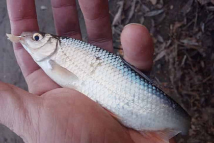 Рыбу с бритвой-чешуей поймал в Оби житель Новосибирска