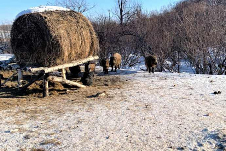 Накрыли поляну: две тонны соли съели кабаны Мануйловского заказника