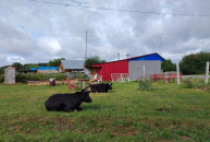 В новосибирских селах изымали только восприимчивый к заболеванию скот