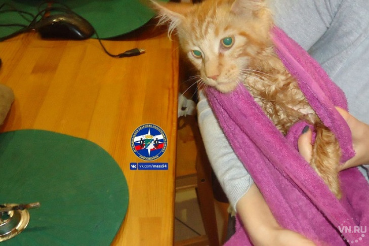 Рыжего кота освободили из мойки спасатели в Новосибирске