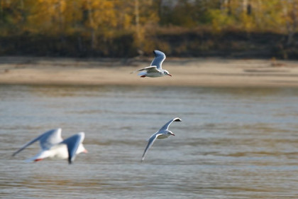 Жара в субботу, холод в воскресенье – погода 27 и 28 июня в Новосибирске