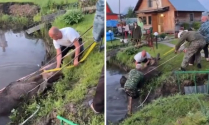 Всемером тянули верёвками из воды: дикого лося спасли дачники под Новосибирском