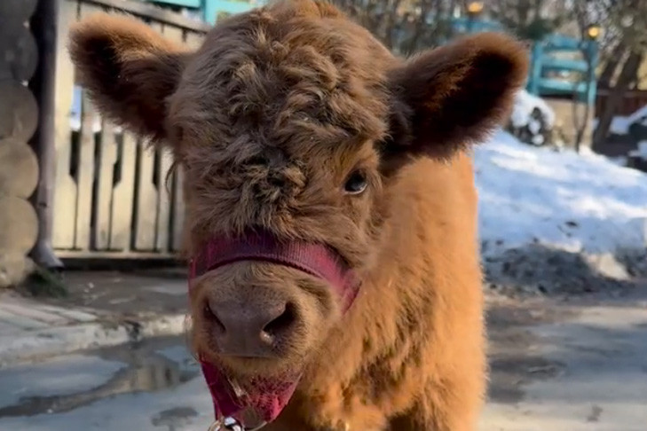 В зоопарке Новосибирска родилась хайлендская телка