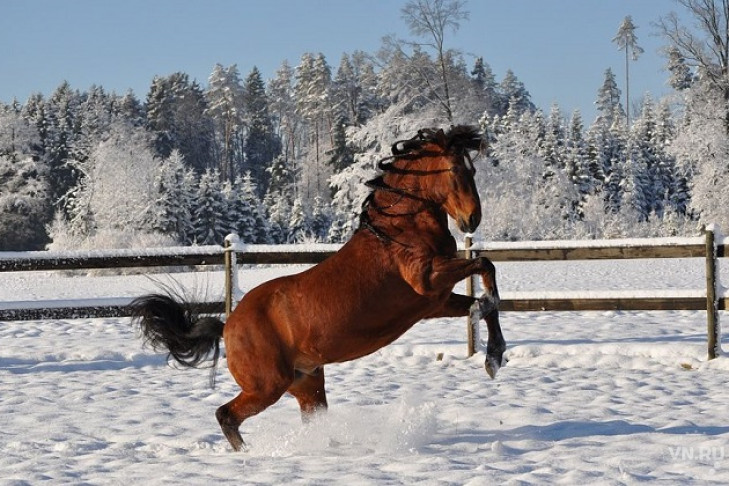 Конь повис на заборе после неудачного прыжка в Новосибирске