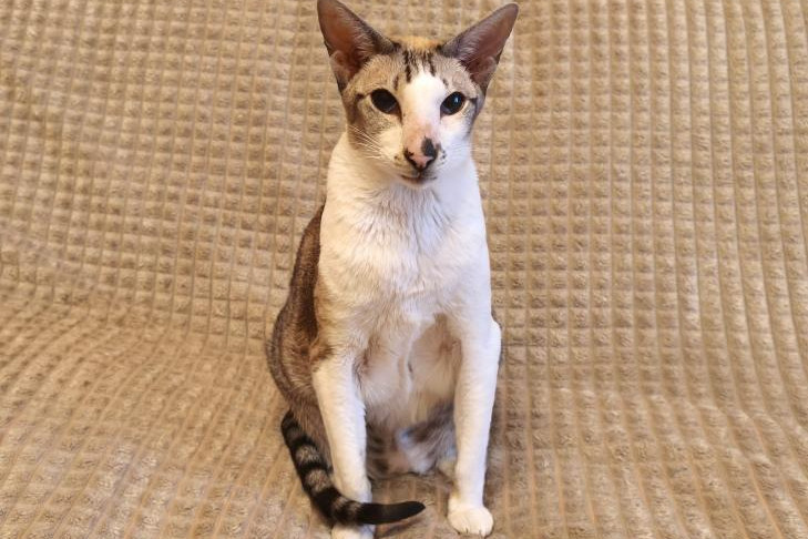 Новосибирский кот Брюлик заговорил в День кошек 8 августа