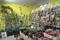 Продажи рассады упали из-за резкого похолодания в Новосибирске