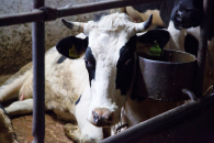 Эпидемиолог объяснил необходимость уничтожения скота в Новосибирской области