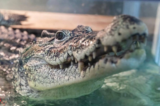 Крокодил Кузя из Новосибирска может стать первым репатриантом в истории России