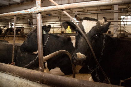 Новосибирская область выделяет 200 миллионов на компенсации за изъятый скот